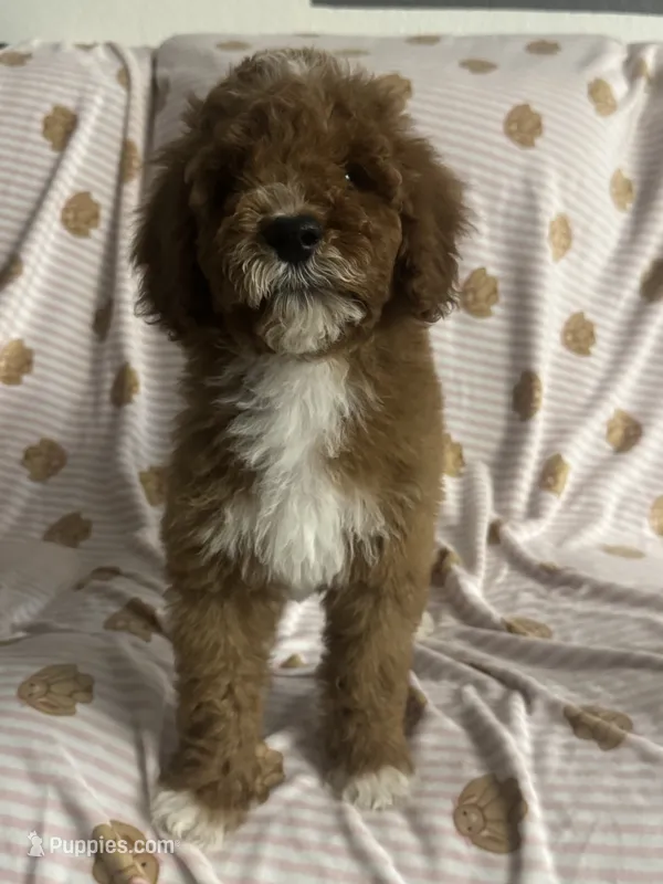 STELLA – Cavapoo, Poodle - Toy  puppy for sale in Phoenix, AZ