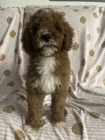 STELLA, a female Cavapoo and Poodle - Toy  for sale in Phoenix, AZ – 1 of 6