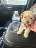 Mr. TINY, a male Maltipoo and Poodle - Toy  for sale in Phoenix, AZ – Photo 2 of 2