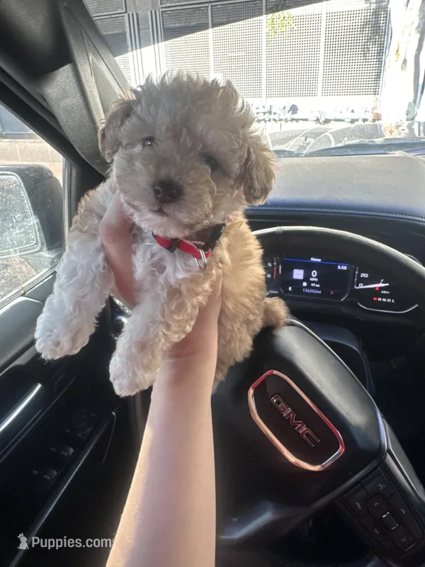 Mr. TINY – Maltipoo, Poodle - Toy  puppy for sale in Phoenix, AZ