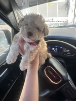 Mr. TINY, a male Maltipoo and Poodle - Toy  for sale in Phoenix, AZ – Photo 1 of 2