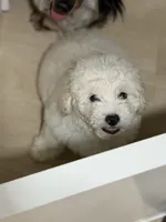Bruce , a male Bichon Frise and Bichpoo for sale in Phoenix, AZ – 4 of 9