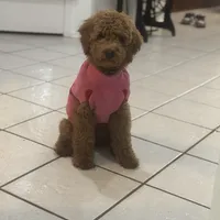 Lucy, a female Cavapoo and Goldendoodle for sale in Phoenix, AZ – Photo 1 of 6