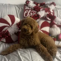 Lucy, a female Cavapoo and Goldendoodle for sale in Phoenix, AZ – Photo 3 of 6