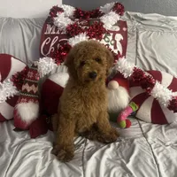 Lucy, a female Cavapoo and Goldendoodle for sale in Phoenix, AZ – Photo 6 of 6