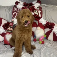 Lucy, a female Cavapoo and Goldendoodle for sale in Phoenix, AZ – Photo 4 of 6