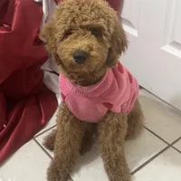 Lucy, a female Cavapoo and Goldendoodle for sale in Phoenix, AZ – Photo 2 of 6