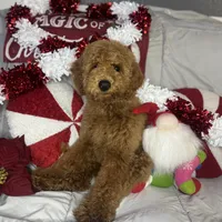 Lucy, a female Cavapoo and Goldendoodle for sale in Phoenix, AZ – Photo 5 of 6