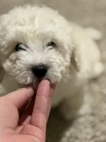 Bruce , a male Bichon Frise and Bichpoo for sale in Phoenix, AZ – 3 of 9