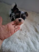 Gigi, a female Yorkshire Terrier for sale in Chicago, IL – 3 of 7