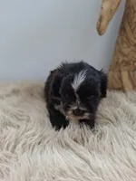 Winston, a male Morkie for sale in Chicago, IL – 5 of 5