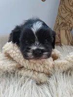 Parker , a male Morkie for sale in Chicago, IL – 3 of 5