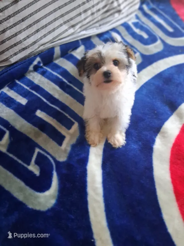 Bear – Yorkshire Terrier puppy for sale in Chicago, IL