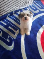 Bear, a male Yorkshire Terrier for sale in Chicago, IL – 1 of 3