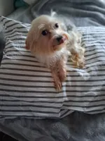 Micky , a male Yorkshire Terrier for sale in Chicago, IL – 3 of 3