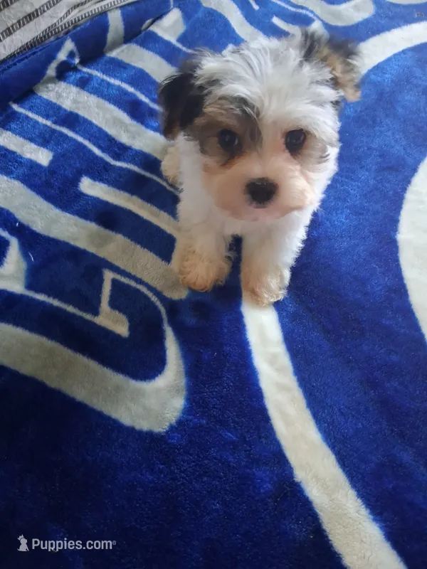 Micky  – Yorkshire Terrier puppy for sale in Chicago, IL