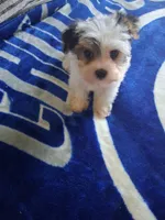 Micky , a male Yorkshire Terrier for sale in Chicago, IL – 1 of 5
