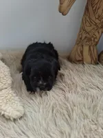 Bella , a female Morkie for sale in Chicago, IL – 1 of 4