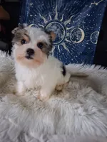 Bear, a male Yorkshire Terrier for sale in Chicago, IL – 5 of 6