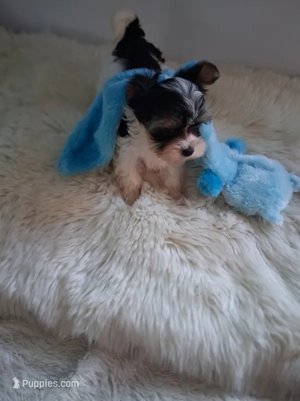 Gigi – Yorkshire Terrier puppy for sale in Chicago, IL