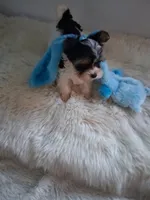 Gigi, a female Yorkshire Terrier for sale in Chicago, IL – 1 of 3
