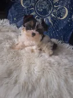Gigi, a female Yorkshire Terrier for sale in Chicago, IL – 4 of 4