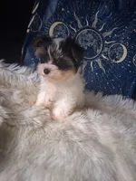 Gigi, a female Yorkshire Terrier for sale in Chicago, IL – 4 of 4