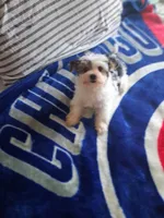 Micky , a male Yorkshire Terrier for sale in Chicago, IL – 2 of 5