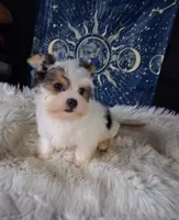 Bear, a male Yorkshire Terrier for sale in Chicago, IL – 2 of 5