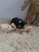 Parker , a male Morkie for sale in Chicago, IL – 5 of 5
