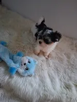 Gigi, a female Yorkshire Terrier for sale in Chicago, IL – 6 of 7