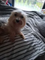 Micky , a male Yorkshire Terrier for sale in Chicago, IL – 5 of 6