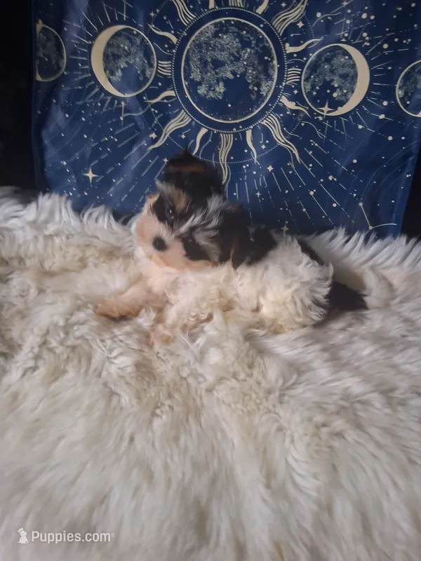 Gigi. – Yorkshire Terrier puppy for sale in Chicago, IL