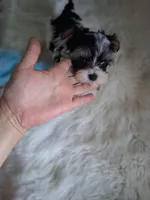 Gigi, a female Yorkshire Terrier for sale in Chicago, IL – 2 of 3