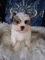Bear, a male Yorkshire Terrier for sale in Chicago, IL – 4 of 6