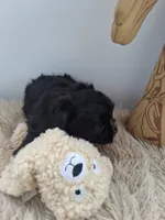 Bella , a female Morkie for sale in Chicago, IL – 3 of 4