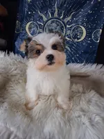 Bear, a male Yorkshire Terrier for sale in Chicago, IL – 5 of 5