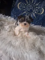 Gigi, a female Yorkshire Terrier for sale in Chicago, IL – 1 of 3