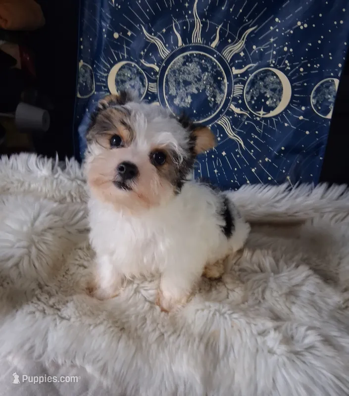 Bear – Yorkshire Terrier puppy for sale in Chicago, IL