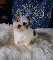 Bear, a male Yorkshire Terrier for sale in Chicago, IL – 1 of 5