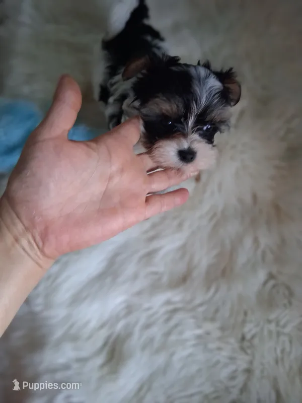 Gigi – Yorkshire Terrier puppy for sale in Chicago, IL