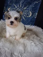 Bear, a male Yorkshire Terrier for sale in Chicago, IL – 4 of 5