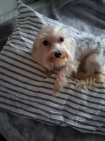 Mikey , a male Yorkshire Terrier for sale in Chicago, IL – 4 of 5