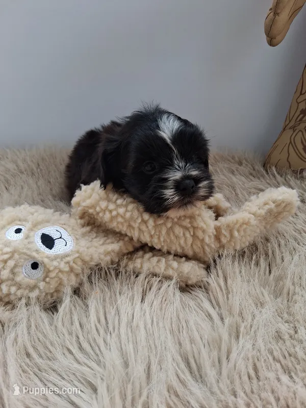 Winston – Morkie puppy for sale in Chicago, IL