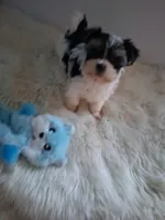 Gigi, a female Yorkshire Terrier for sale in Chicago, IL – 5 of 7