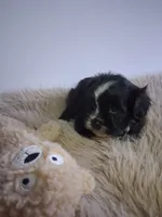 Winston, a male Morkie for sale in Chicago, IL – 4 of 5
