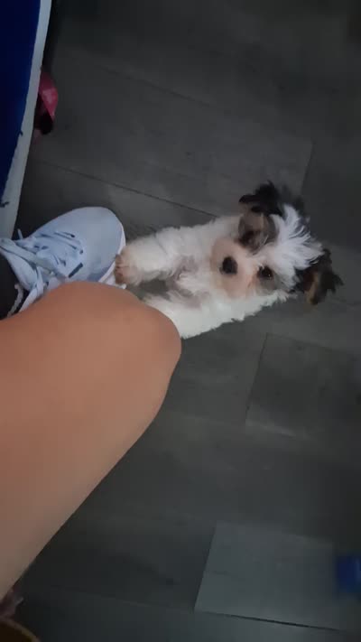 Micky , a male Yorkshire Terrier for sale in Chicago, IL – 5 of 5