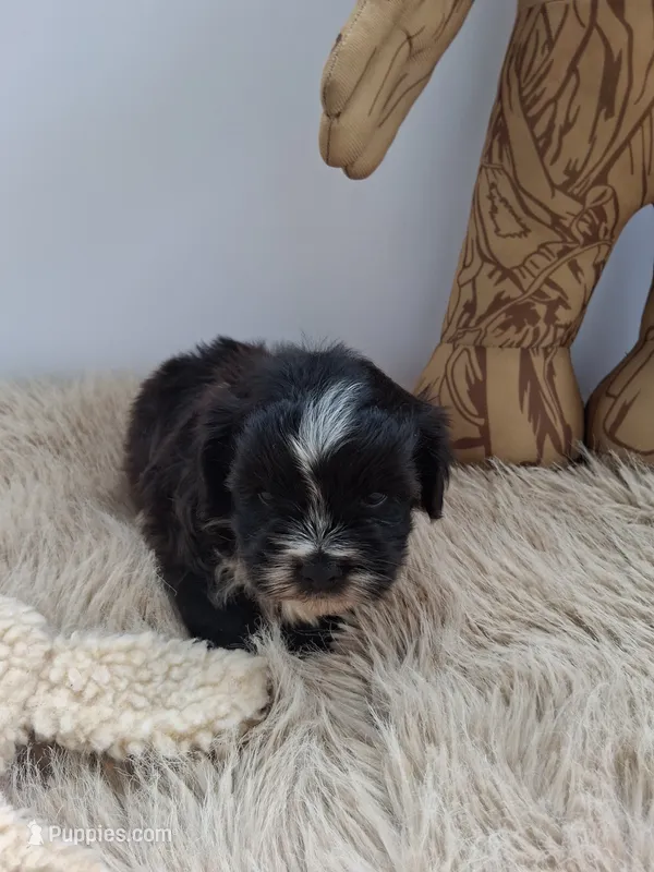 Parker  – Morkie puppy for sale in Chicago, IL