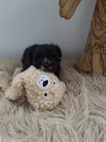 Bella , a female Morkie for sale in Chicago, IL – 5 of 6