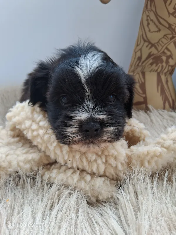 Winston – Morkie puppy for sale in Chicago, IL